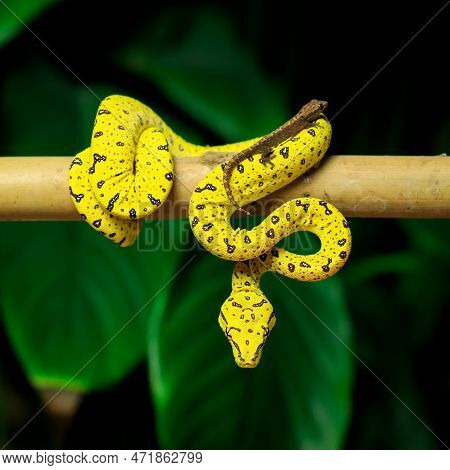 Snake In Nature On Tree Dangerous And Beautiful