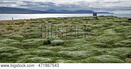 Beautiful Bumpy Grass At Downpatrick Head In County Mayo - Ireland