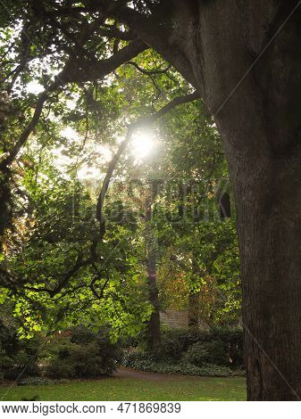 A Peaceful Evening Scene With Dappled Sunlight Through The Leaves Of Trees In A Park