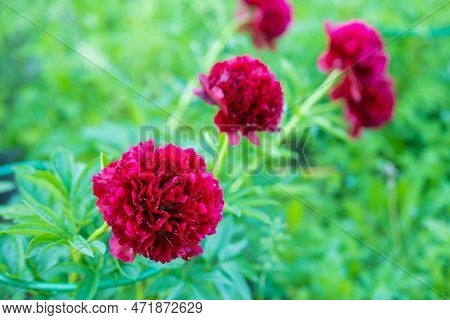 Red Peony Albiflora. Paeonia Officinalis Command Performance In The Garden.big Magenta Colored Flowe