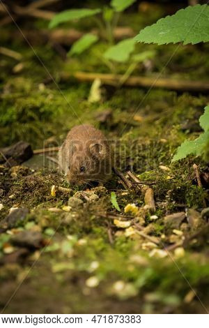 Vole Mouse Rodents Wildlife Cute Animal Mammal Spring Neunkirchen Saarland