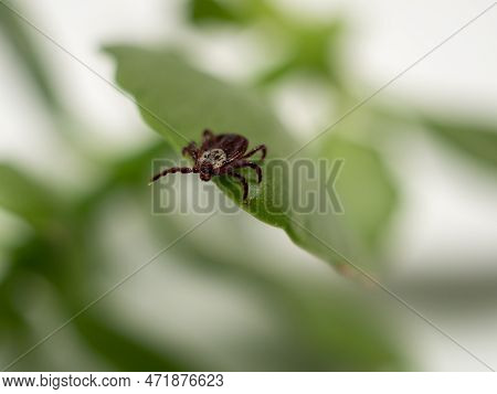 Infectious Parasitic Insect Dermacentor Dog Tick Arachnid On A Green Plant Leaf. Insect.