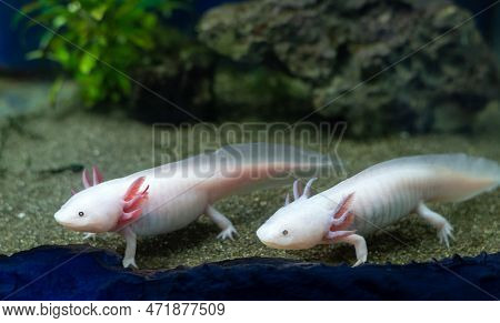 Axolotl Aquarium, Salamander, Nature, Tank Cute Axolotl Exotic Aquarium Pets