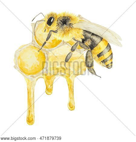 Watercolor Hand Drawn Bee And Honey Isolated On White Background