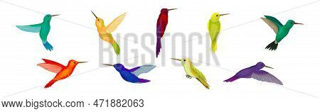 Colorful Hummingbird Species With Long Beak Fluttering With Bright Wings Vector Set