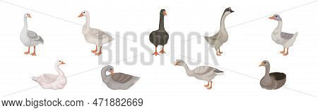 Goose White And Grey Domestic And Wild Birds Vector Set