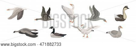 Goose White And Grey Domestic And Wild Birds Vector Set