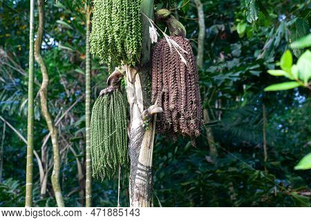 Fruits Of A Clustering Fishtail Palm, Caryota Mitis