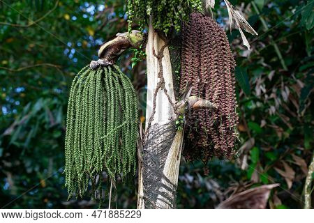 Fruits Of A Clustering Fishtail Palm, Caryota Mitis