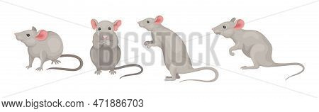 Gray Mouse Small Animal With Rounded Ears In Different Pose Vector Set