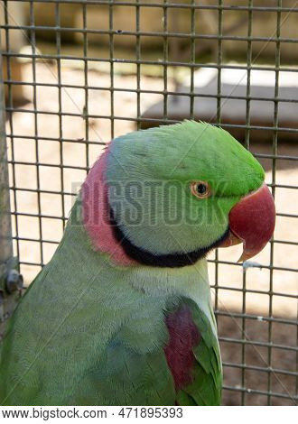 Alexandrine Parakeet Or Alexandrian Parrot, Psittacula Eupatria, A Medium Sized Parrot Native Of Sou