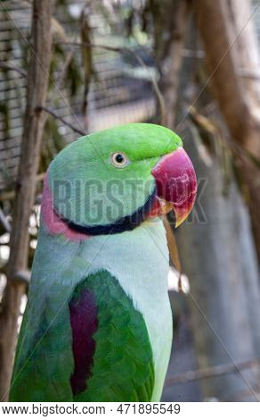 Alexandrine Parakeet Or Alexandrian Parrot, Psittacula Eupatria, A Medium Sized Parrot Native Of Sou
