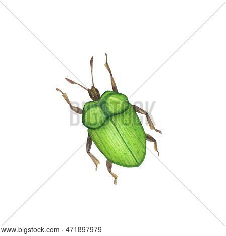 Realistic Cetonia Beetles Insect Isolated On White Background. Watercolor Hand Drawn Cetonia Bug Llu