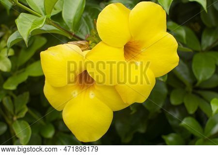 Alamanda Or Allamanda Allamanda Cathartica, The Alamanda Flower Or The Golden Trumpet Flower, Yellow