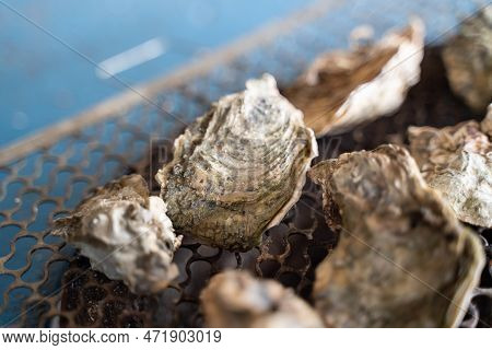 Grilled Fresh Oyster In Taiwan, Famous Street Food.