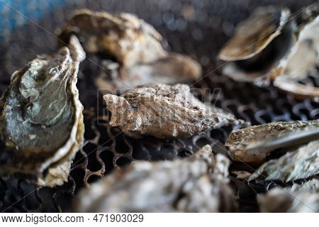 Grilled Fresh Oyster In Taiwan, Famous Street Food.