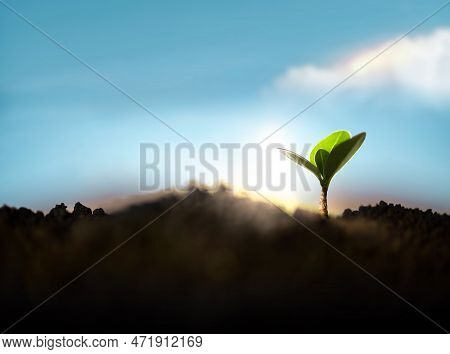 Plant A Tree Concept. Start, Recovery And Challenge In Life Or Business. New Green Sprout Growth In 
