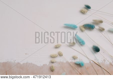 Beautiful Flowers Composition. Dry Rabbit Tail Flower On White Textured Background. Floral Minimal H