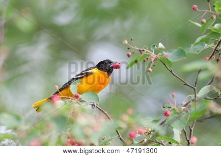 Baltimore Oriole