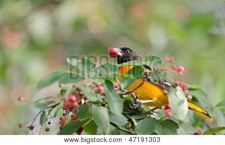 Baltimore Oriole