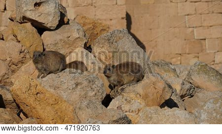 Rock Hyraxes Sunbathing In Early Morning. Cute Animals