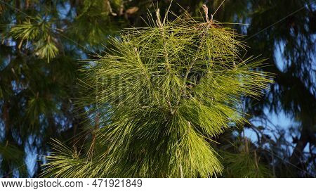 Detail Of  Branches And Cones Of Aleppo Pine, (pinus Halepensis). It Is A Pine Native To The Mediter