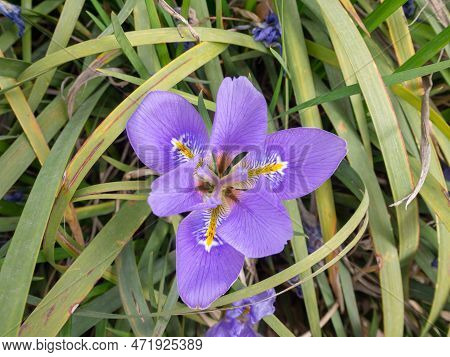 Iris Unguicularis ,iris Stylosa Or Algerian Iris Purple With Yellow Bands On The Falls Fragrant Flow