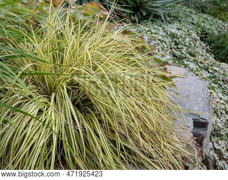 Carex Oshimensis Or Japanese Sedge Plant With Narrow Arching Striped Green Golden Foliage In The Roc