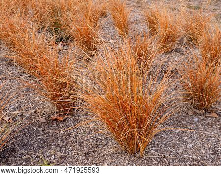 Carex Comans Or New Zealand Hair Sedge Bronze Form Plants In The Ornamental Grass Garden.