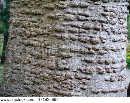 Erythrina Caffra, Coast Coral Tree Or African Coral Tree. Trunk With Prickles On The Bark Closeup.