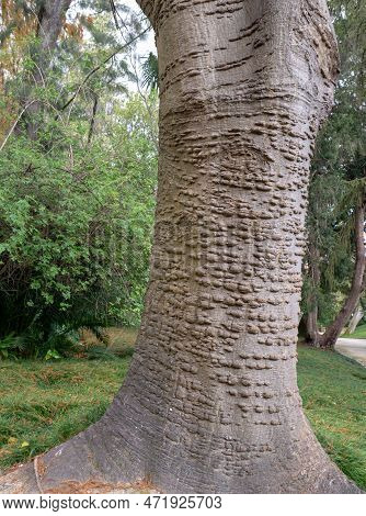 Erythrina Caffra, Coast Coral Tree Or African Coral Tree. Detail Of Trunk With Prickles On The Bark.