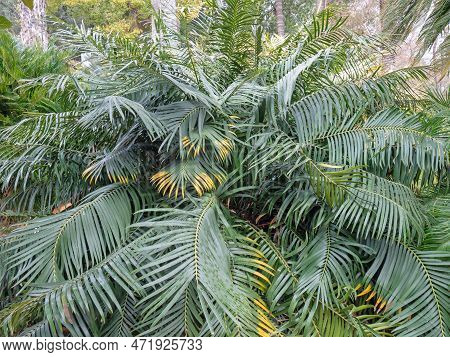 Ceratozamia Mexicana Is A Species Of Plant In The Family Zamiaceae. Cycad With Dark Green Foliage