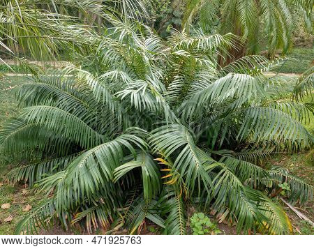 Ceratozamia Mexicana Is A Species Of Plant In The Family Zamiaceae. Cycad With Dark Green Foliage