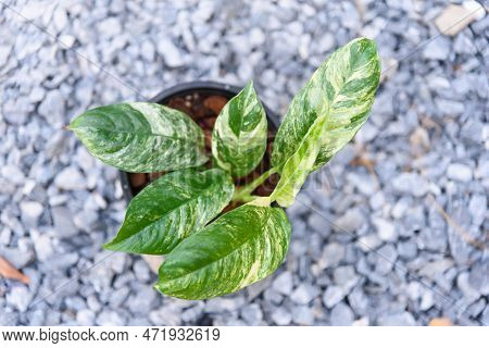 Nice Rhaphidophora Puberula Variegated In The Pot
