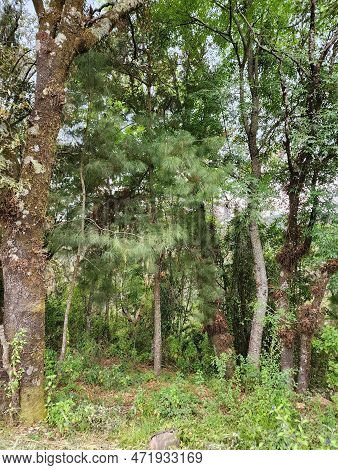 Trees With Foliage In An Area Of ​​temperate Climate Forest, In Tenango, Mexico
