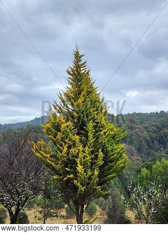 Tree With Foliage In An Area Of ​​temperate Climate Forest, In Tenango, Mexico