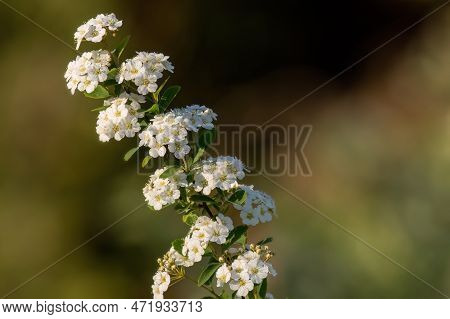 Spiraea White Early Spring Flower In The Garden Design.