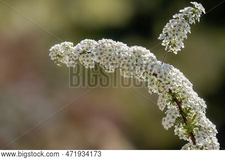 Spiraea White Early Spring Flower In The Garden Design.