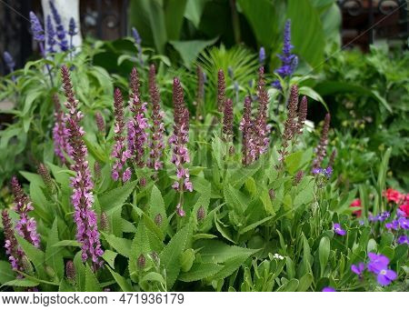 Salvia Nemorosa Pink Profusion Perennial Salvia Evergreen Flower In The Garden Design.