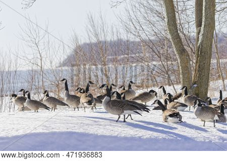 Flock Of Canada Geese (branta Canadensis)on The Hore Of Lake Michigan