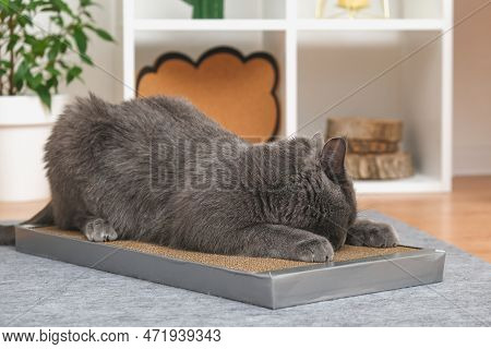 A Gray Cat Is Playing On Scratching Post. Cardboard Scratching Post. A Gray Cat Is Caressing On A Sc