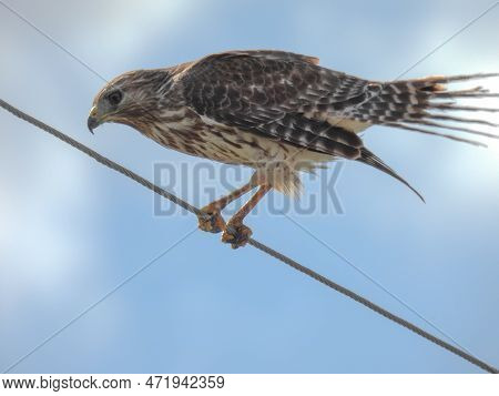 Juvenile Red Shouldered Hawk In The Lake Apopka Wildlife Reguge