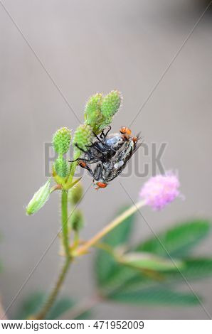 Mating Fly Insect Isolated, The Nautr Concept