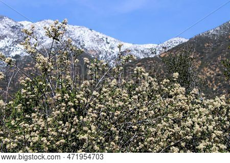 Buckwheat Plant Wildflower Blossoms With Snow Covered Mountain Peaks Beyond On A Chaparral Woodland 