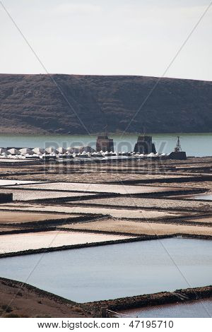 Salinas de janubio
