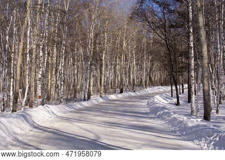 Birch Forest In The Village Of Taltsy, Irkutsk Oblast, Russia. Winter Day. Siberia.