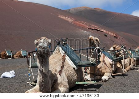 Qualche posto In Lanzarote