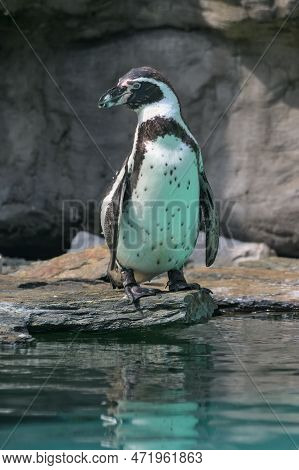 The Humboldt Penguin Is A Medium-sized Penguin. It Lives In South America, Its Range Mainly Includes