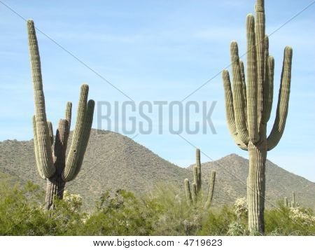 Dois Saguaros com montanhas do Arizona