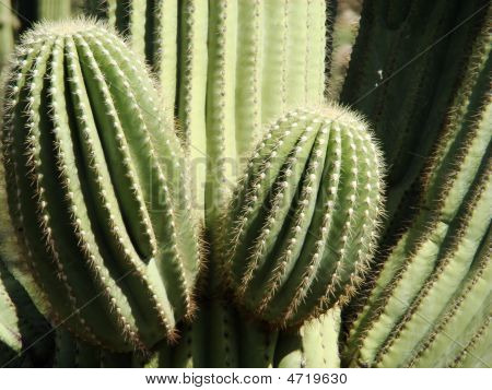 Saguaro braços